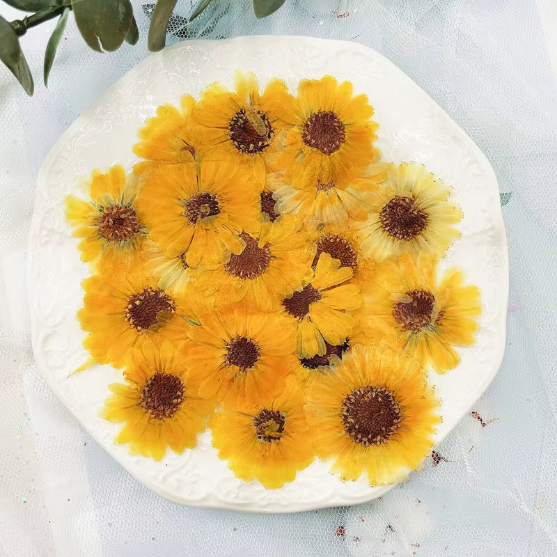 60Pcs 3-6Cm Pressed Dried Natural Calendula Officinalis Flower Plant Herbarium for Jewelry Postcard Invitation Card Bookmark DIY