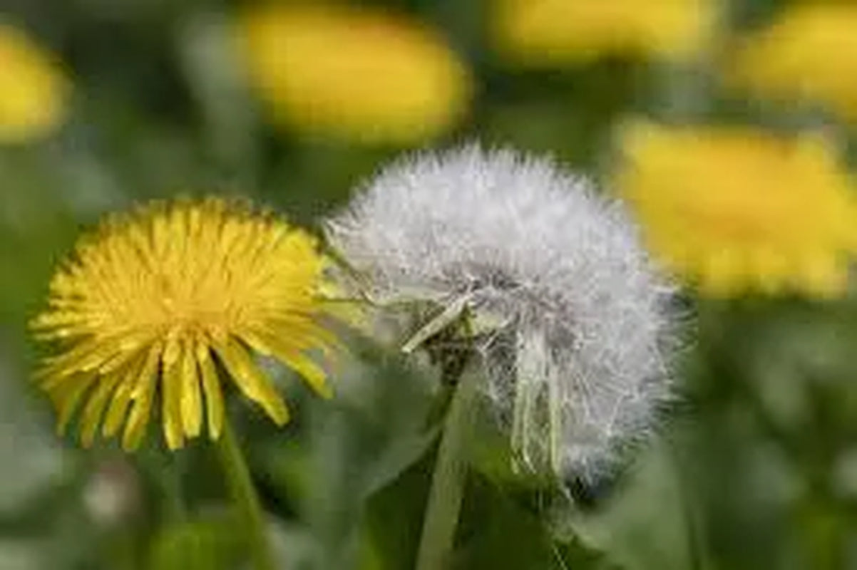 ORGANIC Dandelion Seeds NON GMO 400+