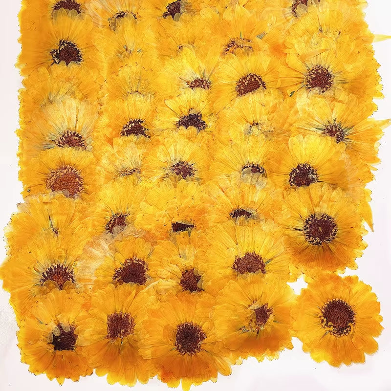60Pcs 3-6Cm Pressed Dried Natural Calendula Officinalis Flower Plant Herbarium for Jewelry Postcard Invitation Card Bookmark DIY