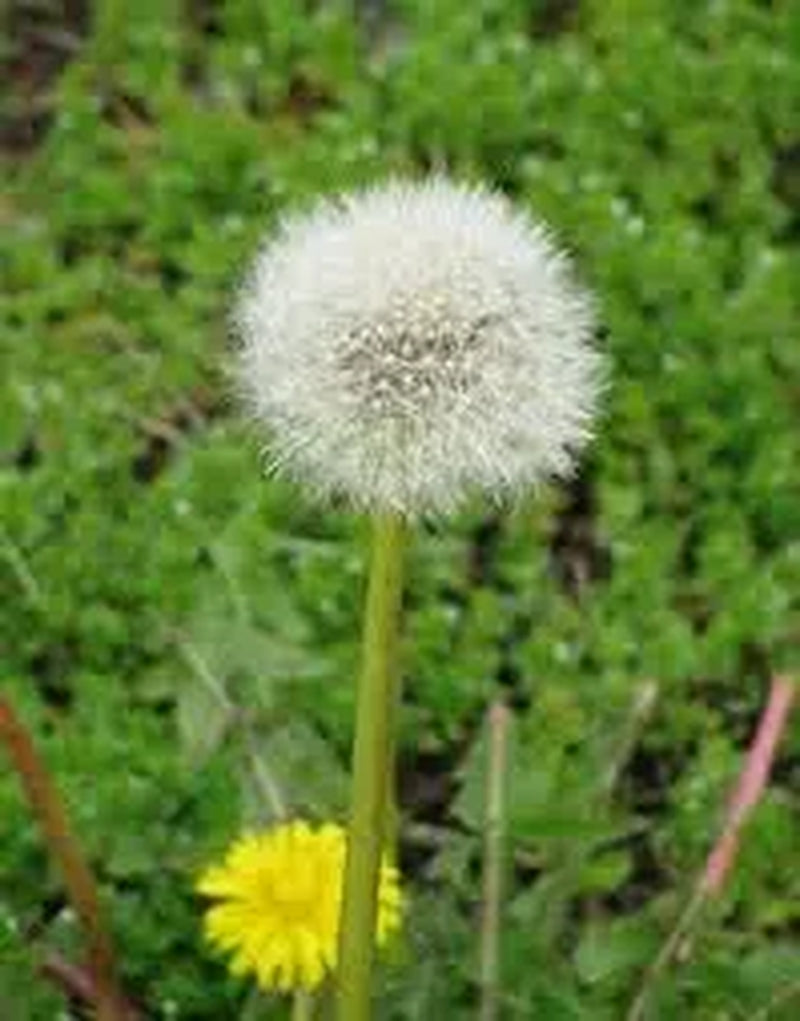 ORGANIC Dandelion Seeds NON GMO 400+